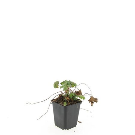 Geranium macr. 'Ingwersen's Var.' geen maat specificatie 0,55L/P9cm - afbeelding 6