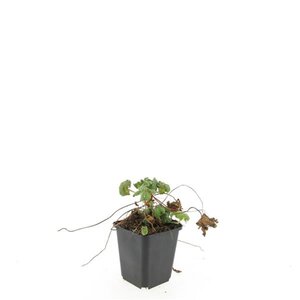 Geranium macr. 'Ingwersen's Var.' geen maat specificatie 0,55L/P9cm - afbeelding 6