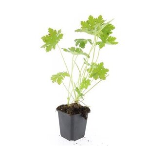 Geranium macr. 'Ingwersen's Var.' geen maat specificatie 0,55L/P9cm - afbeelding 14