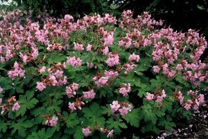 Geranium macr. 'Ingwersen's Var.' geen maat specificatie 0,55L/P9cm - afbeelding 2