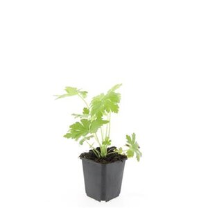 Geranium macr. 'Ingwersen's Var.' geen maat specificatie 0,55L/P9cm - afbeelding 5