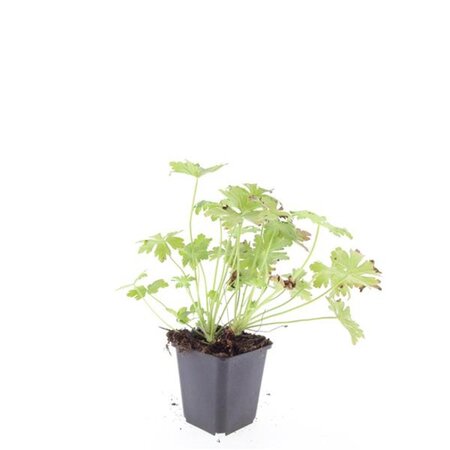 Geranium macr. 'Ingwersen's Var.' geen maat specificatie 0,55L/P9cm - afbeelding 4