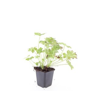 Geranium macr. 'Ingwersen's Var.' geen maat specificatie 0,55L/P9cm - afbeelding 4