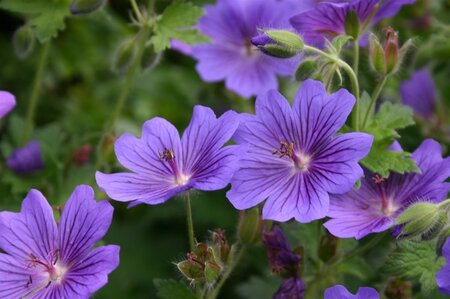 Geranium magnificum 'Rosemoor' geen maat specificatie 0,55L/P9cm - afbeelding 4