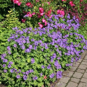 Geranium magnificum 'Rosemoor' geen maat specificatie 0,55L/P9cm - afbeelding 8