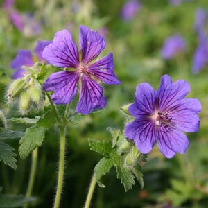Geranium magnificum 'Rosemoor' geen maat specificatie 0,55L/P9cm - afbeelding 5