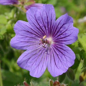 Geranium magnificum 'Rosemoor' geen maat specificatie 0,55L/P9cm - afbeelding 6