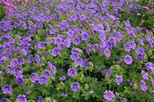 Geranium magnificum 'Rosemoor' geen maat specificatie 0,55L/P9cm - afbeelding 7