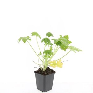 Geranium macr. 'Spessart' geen maat specificatie 0,55L/P9cm - afbeelding 13