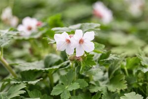 Geranium macr. 'Spessart' geen maat specificatie 0,55L/P9cm - afbeelding 18