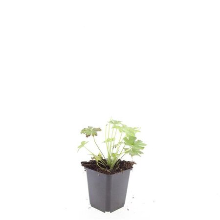 Geranium macr. 'Spessart' geen maat specificatie 0,55L/P9cm - afbeelding 12