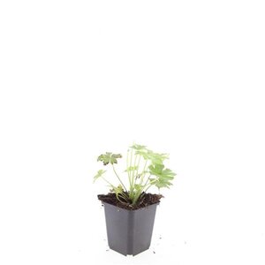 Geranium macr. 'Spessart' geen maat specificatie 0,55L/P9cm - afbeelding 12