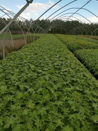 Geranium macr. 'Spessart' geen maat specificatie 0,55L/P9cm - afbeelding 5