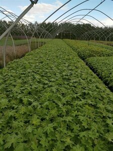 Geranium macr. 'Spessart' geen maat specificatie 0,55L/P9cm - afbeelding 5