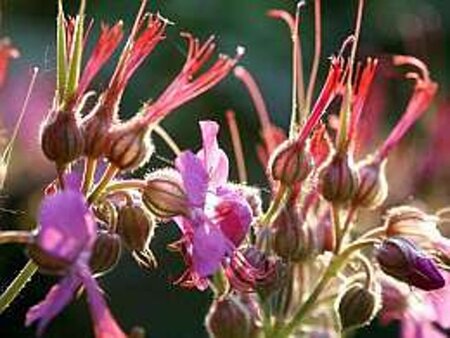 Geranium macr. 'Spessart' geen maat specificatie 0,55L/P9cm - afbeelding 16