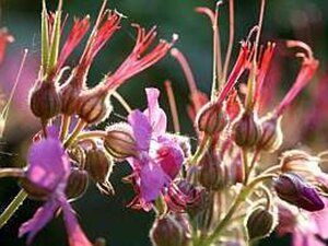 Geranium macr. 'Spessart' geen maat specificatie 0,55L/P9cm - afbeelding 16