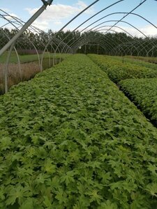 Geranium macr. 'Spessart' geen maat specificatie 0,55L/P9cm - afbeelding 19