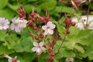 Geranium macr. 'Spessart' geen maat specificatie 0,55L/P9cm - afbeelding 6
