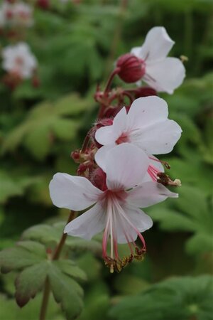 Geranium macr. 'Spessart' geen maat specificatie 0,55L/P9cm - afbeelding 4