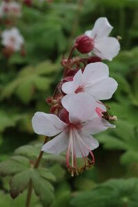 Geranium macr. 'Spessart' geen maat specificatie 0,55L/P9cm - afbeelding 4