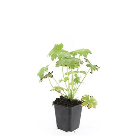 Geranium macr. 'Spessart' geen maat specificatie 0,55L/P9cm - afbeelding 8