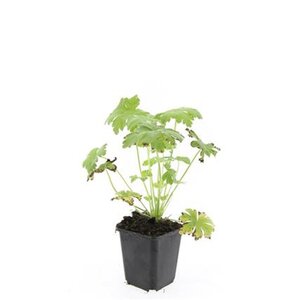 Geranium macr. 'Spessart' geen maat specificatie 0,55L/P9cm - afbeelding 8