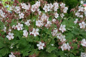 Geranium macr. 'Spessart' geen maat specificatie 0,55L/P9cm - afbeelding 5