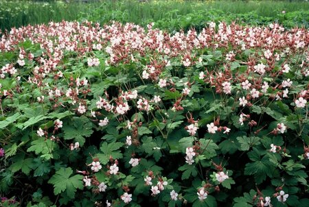 Geranium macr. 'Spessart' geen maat specificatie 0,55L/P9cm - afbeelding 3