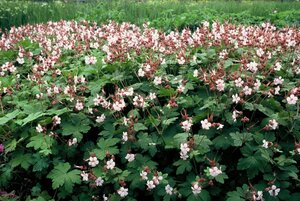 Geranium macr. 'Spessart' geen maat specificatie 0,55L/P9cm - afbeelding 3