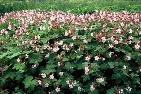Geranium macr. 'Spessart' geen maat specificatie 0,55L/P9cm - afbeelding 6