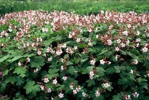 Geranium macr. 'Spessart' geen maat specificatie 0,55L/P9cm - afbeelding 6