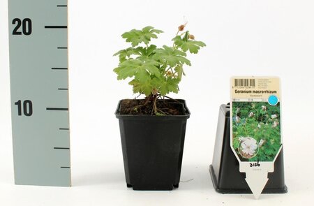 Geranium macr. 'Spessart' geen maat specificatie 0,55L/P9cm - afbeelding 13