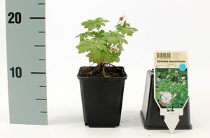 Geranium macr. 'Spessart' geen maat specificatie 0,55L/P9cm - afbeelding 13