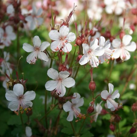 Geranium macr. 'Spessart' geen maat specificatie 0,55L/P9cm - afbeelding 3