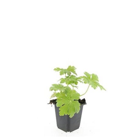 Geranium macr. 'Spessart' geen maat specificatie 0,55L/P9cm - afbeelding 3