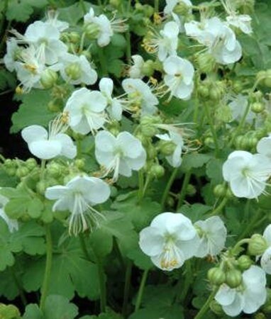 Geranium macr. 'White Ness' geen maat specificatie 0,55L/P9cm - afbeelding 2