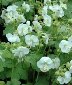 Geranium macr. 'White Ness' geen maat specificatie 0,55L/P9cm - afbeelding 2