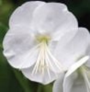 Geranium macr. 'White Ness' geen maat specificatie 0,55L/P9cm - afbeelding 2