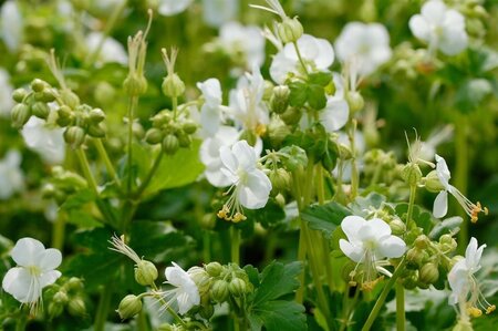 Geranium macr. 'White Ness' geen maat specificatie 0,55L/P9cm - afbeelding 3