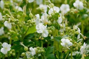 Geranium macr. 'White Ness' geen maat specificatie 0,55L/P9cm - afbeelding 3