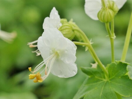 Geranium macr. 'White Ness' geen maat specificatie 0,55L/P9cm - afbeelding 4