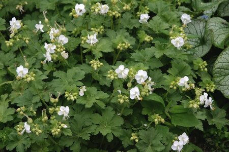 Geranium macr. 'White Ness' geen maat specificatie 0,55L/P9cm - afbeelding 5