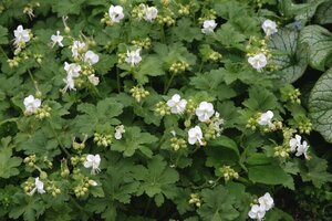 Geranium macr. 'White Ness' geen maat specificatie 0,55L/P9cm - afbeelding 5