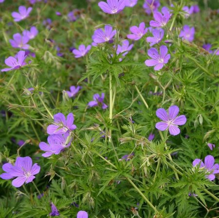 Geranium 'Nimbus' geen maat specificatie 0,55L/P9cm - afbeelding 1