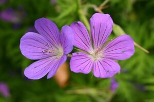 Geranium 'Nimbus' geen maat specificatie 0,55L/P9cm