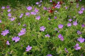 Geranium 'Nimbus' geen maat specificatie 0,55L/P9cm - afbeelding 4