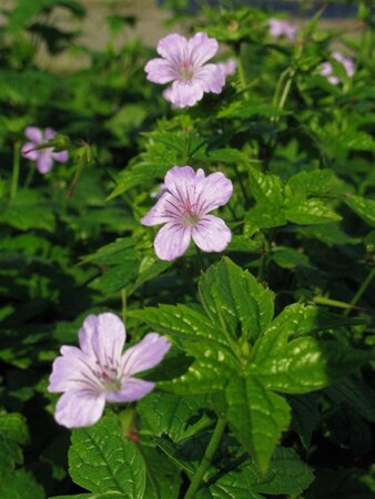 Geranium nodosum geen maat specificatie 0,55L/P9cm - afbeelding 5