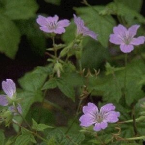 Geranium nodosum geen maat specificatie 0,55L/P9cm - afbeelding 4