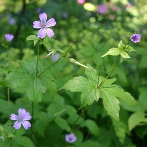 Geranium nodosum geen maat specificatie 0,55L/P9cm - afbeelding 5