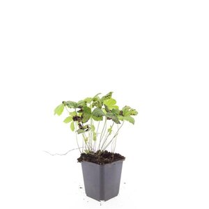 Geranium nodosum geen maat specificatie 0,55L/P9cm - afbeelding 7